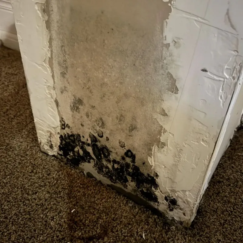 Professional Mold Removal in Euless, TX